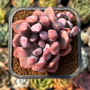 smallplantaru41.jpeg