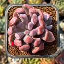 smallplantaru42.jpeg