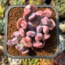 smallplantaru43.jpeg