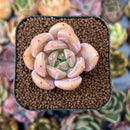smallplantaru45.jpeg