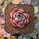 smallplantaru49.jpeg
