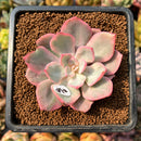 smallplantaru49.jpeg