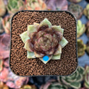smallplantaru50.jpeg