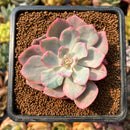 Echeveria 'Pink Harin' Variegated 2"-3" Succulent Plant