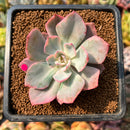 smallplantaru51.jpeg