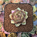 smallplantaru52.jpeg