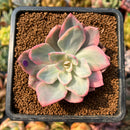 smallplantaru52.jpeg