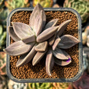 smallplantaru53.jpeg