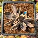 smallplantaru54.jpeg