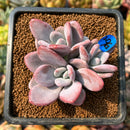smallplantaru55.jpeg