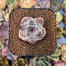 smallplantaru56.jpeg