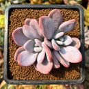 smallplantaru56.jpeg