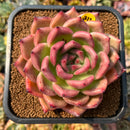smallplantaru57.jpeg