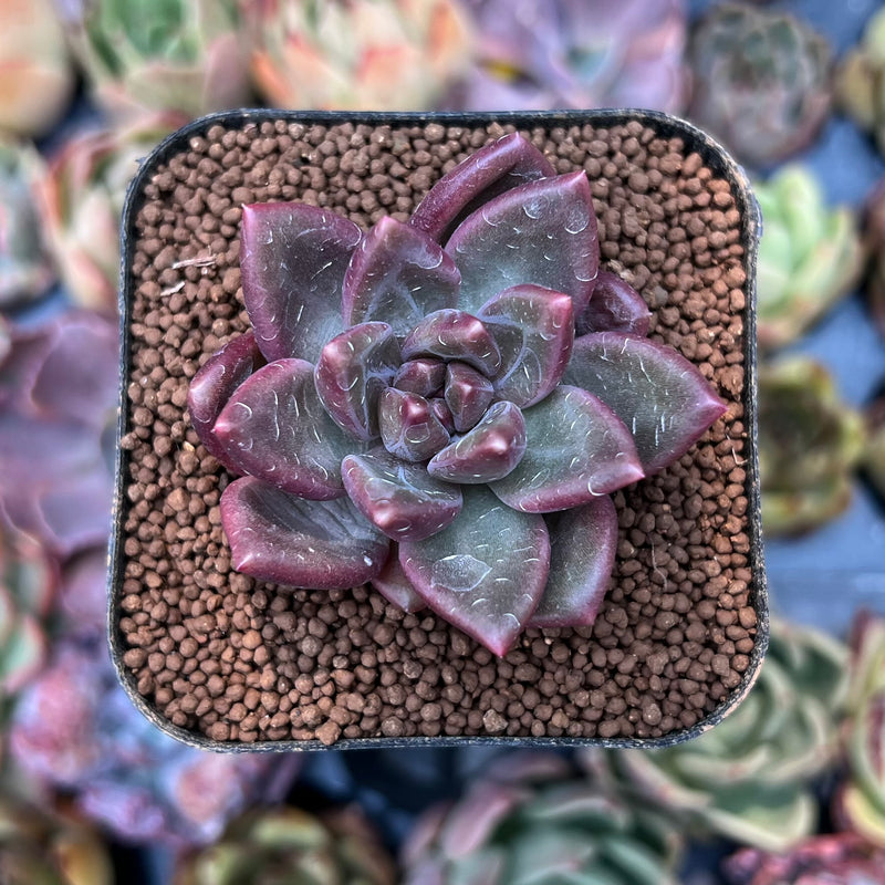 small purple succulent Pachyphytum 'Tivoli' 1