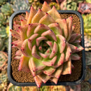 smallplantaru58.jpeg