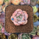 smallplantaru59.jpeg