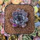 smallplantaru62.jpeg