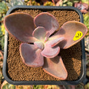 smallplantaru62.jpeg
