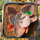 smallplantaru63.jpeg