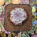smallplantaru65.jpeg