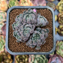 smallplantaru66.jpeg