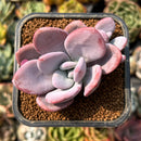 smallplantaru68.jpeg