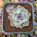 smallplantaru69.jpeg