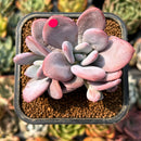smallplantaru69.jpeg