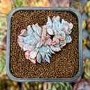 smallplantaru6.jpeg