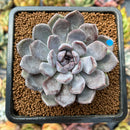smallplantaru6.jpeg