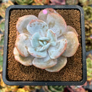 smallplantaru70.jpeg