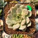 smallplantaru71.jpeg