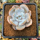 smallplantaru72.jpeg