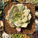 smallplantaru72.jpeg