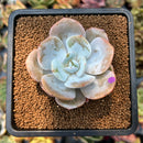 smallplantaru73.jpeg