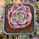 smallplantaru80.jpeg