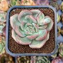 smallplantaru85.jpeg