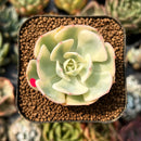 smallplantaru88.jpeg