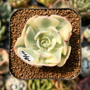 smallplantaru89.jpeg