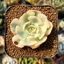 smallplantaru90.jpeg