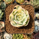 smallplantaru91.jpeg