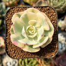 smallplantaru92.jpeg