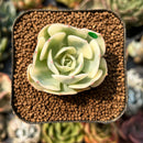 smallplantaru93.jpeg