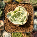 smallplantaru94.jpeg
