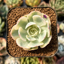 smallplantaru95.jpeg