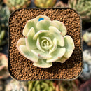 smallplantaru96.jpeg