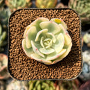 smallplantaru97.jpeg