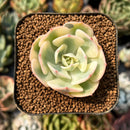 smallplantaru98.jpeg