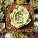 smallplantaru99.jpeg