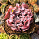 Echeveria 'Trumpet Pinky' 2" Succulent Plant
